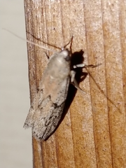 Vitula serratilineella