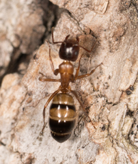 Camponotus essigi