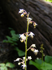 Tiarella trifoliata trifoliata