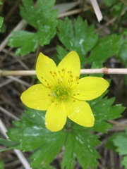 Anemonastrum richardsonii