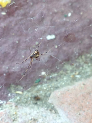 Latrodectus geometricus