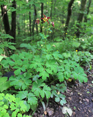 Aquilegia oxysepala