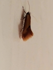 Batia lunaris