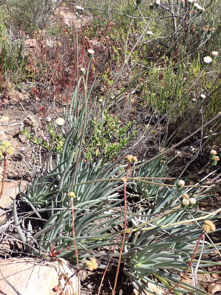 Kleinia aizoides DC. 3