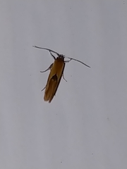 Batia lunaris