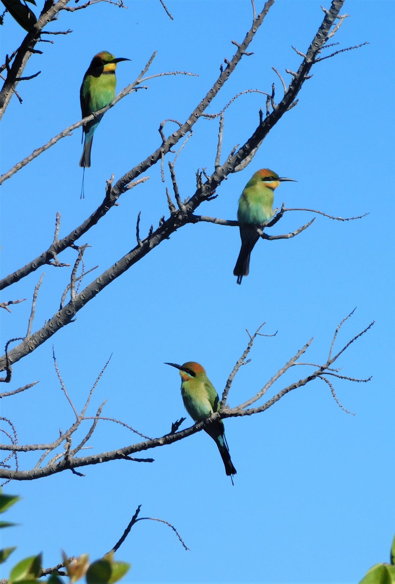 Rainbow Bee-eater