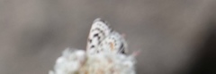 Euphilotes bernardino