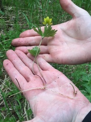 Anemonastrum richardsonii