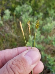 Carex exilis