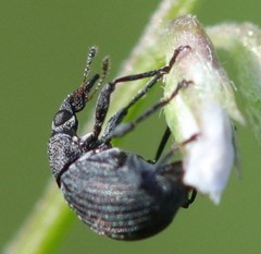 Oxystoma craccae