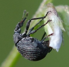 Oxystoma craccae