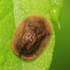 Cassida fuscorufa