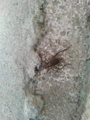 Petaloptila andreinii