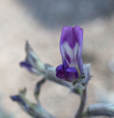 Astragalus leucolobus