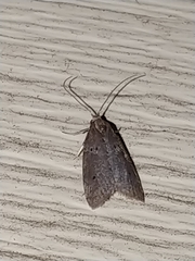 Semioscopis