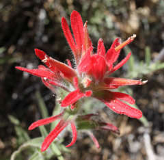 Castilleja montigena