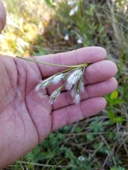 Eriophorum viridicarinatum