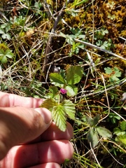 Rubus arcticus acaulis