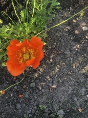 Papaver croceum