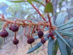 Comarostaphylis polifolia