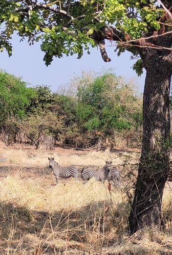 Crawshay's Zebra