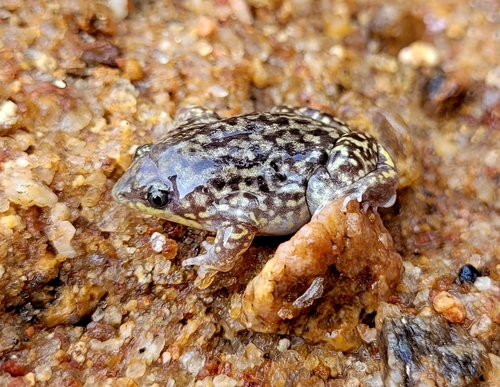 Mottled Shovel-nosed Frog