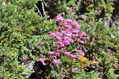 Penstemon rupicola