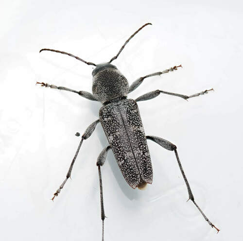 Xylotrechus bowditchi