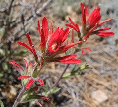 Castilleja montigena