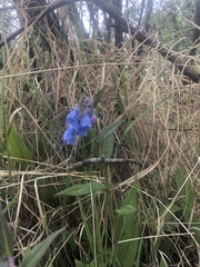Mertensia paniculata paniculata