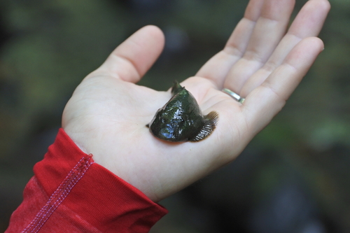 Gastromyzon lepidogaster