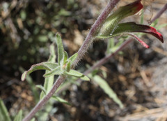 Castilleja montigena