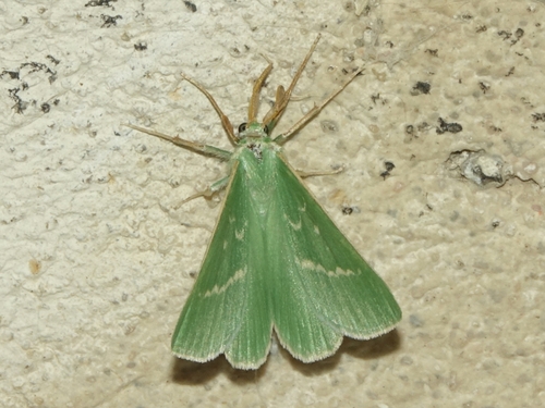 Thetidia smaragdaria
