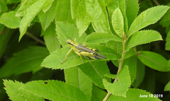 Ognevia longipennis