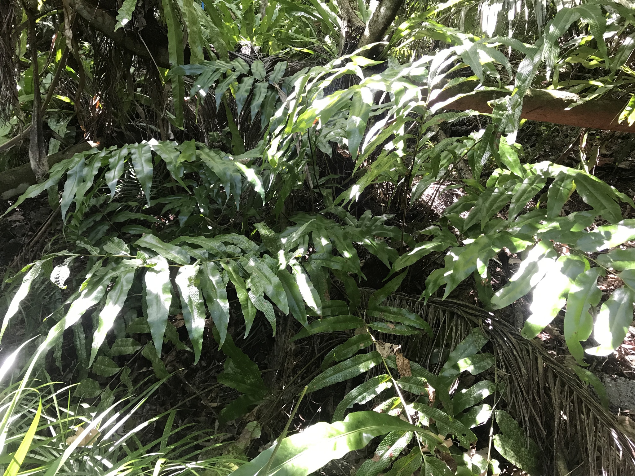 Tectaria crenata