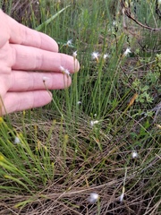 Trichophorum alpinum