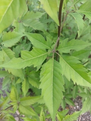 Vitex negundo cannabifolia