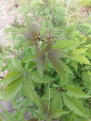 Vitex negundo cannabifolia