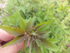 Vitex negundo cannabifolia