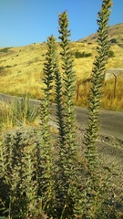 Echium glomeratum