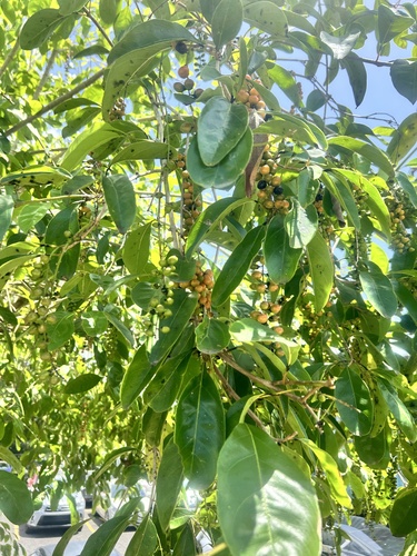 Citharexylum spinosum