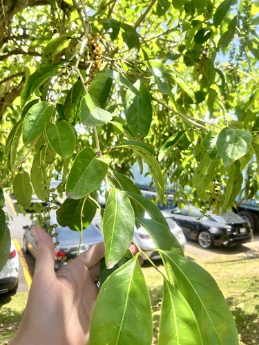 Citharexylum spinosum