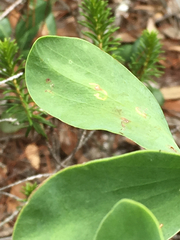 Polygonella macrophylla