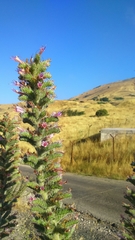 Echium glomeratum