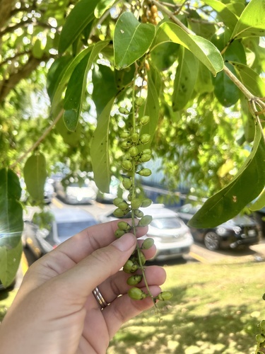 Citharexylum spinosum