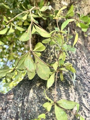 Terminalia buceras
