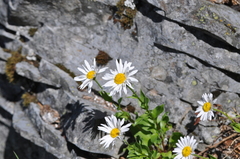 Erigeron howellii