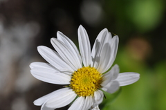 Erigeron howellii