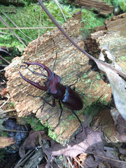 Lucanus elaphus