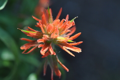 Castilleja hispida